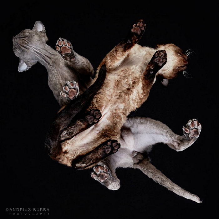 Животные: вид снизу Животные: вид снизу