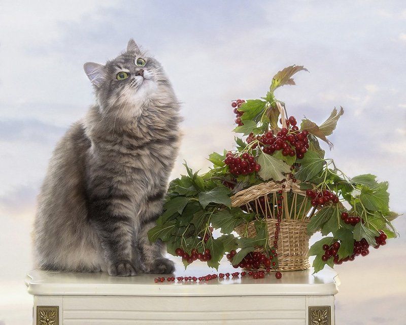 Сидела кошечка в окошке, встречала теплую весну. Натюрморты Ирины Приходько Фотография