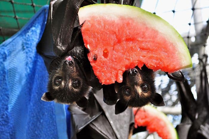 Adorable Bats