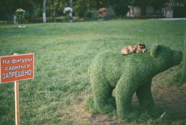 Когда наглость - второе счастье смешные картинки