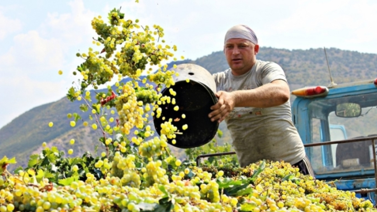 «Большие перспективы»: крымский винодел рассказал, как изменилась отрасль при России