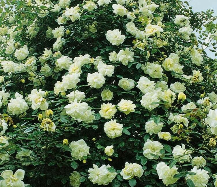 Плетистые розы без шипов: сорта, которые я посажу очень, Alfred, почти, шипов, будет, просто, «Gerbe, Carriere», сорта, метров, «Alberic, цветки, которая, внимание, чрезвычайно, климате, плети, растет, несколько, приходится