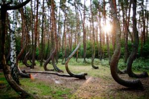 Трансильванский лес Хойа-Бачу