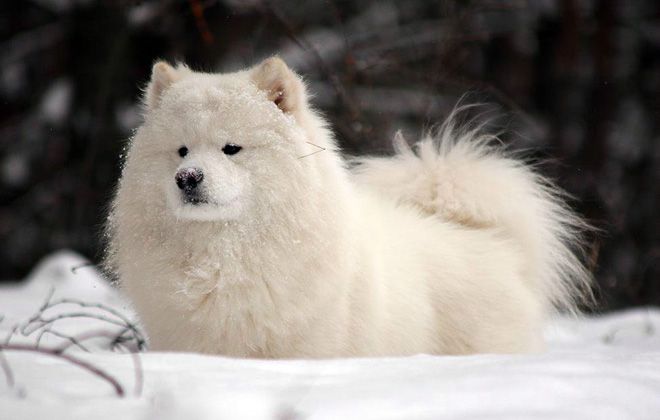 Самоедская собака – как правильно содержать и ухаживать, правила дрессировки Самоедская собака – как правильно содержать и ухаживать, правила дрессировки домашние животные,наши любимцы