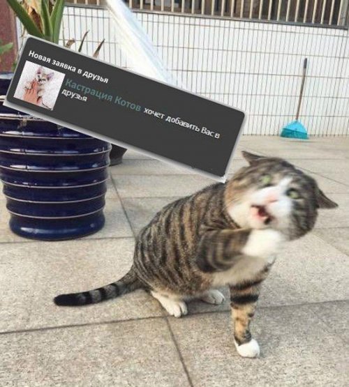 Прикольных картинок пост (38 шт)