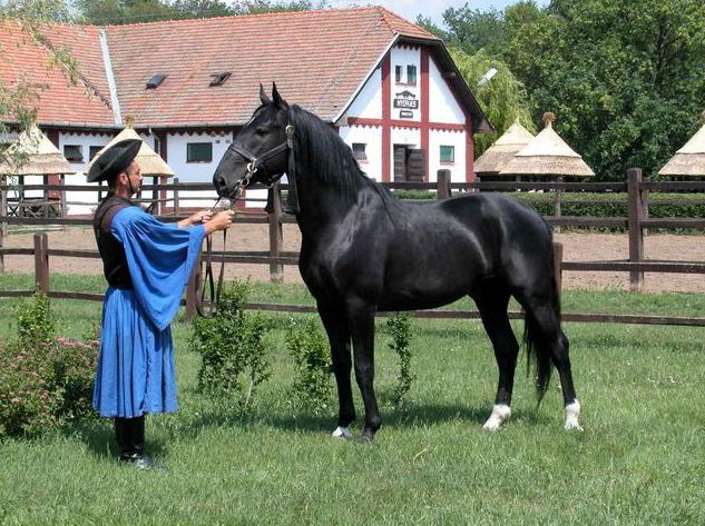 Карачаевской породы лошадь: описание и фото