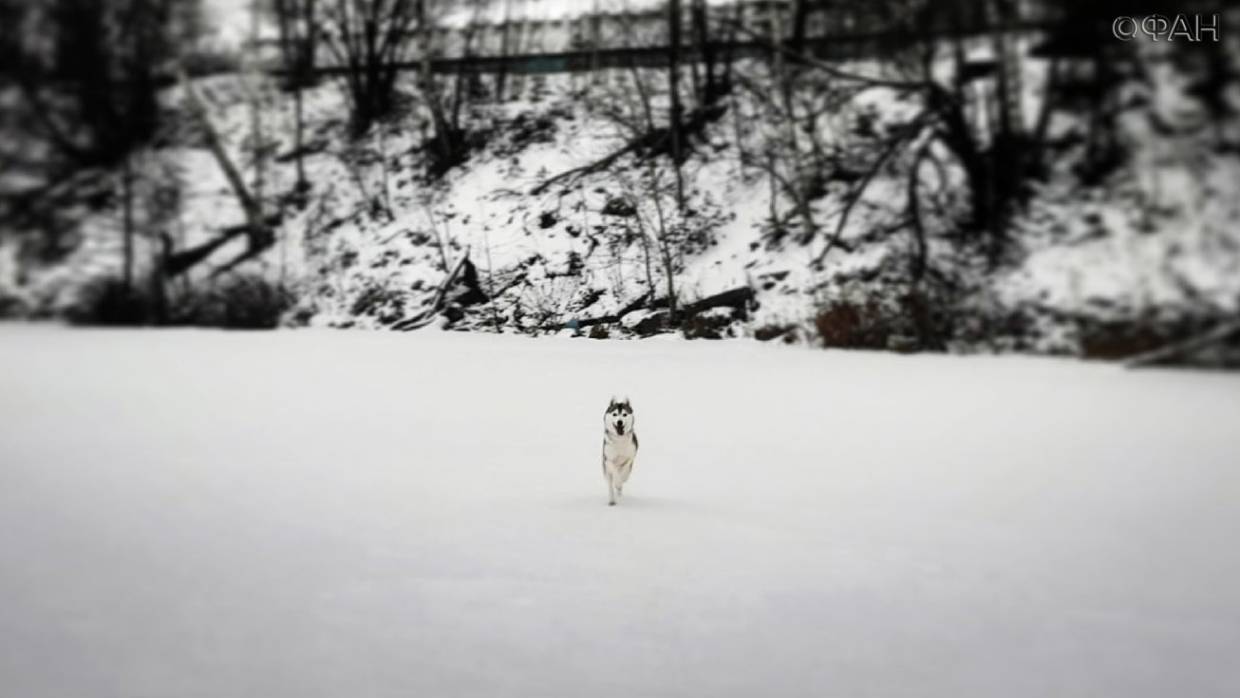 Животные в Петербурге страдают из-за реагентов на снегу: как спасти лапы питомцев Животные в Петербурге страдают из-за реагентов на снегу: как спасти лапы питомцев Общество