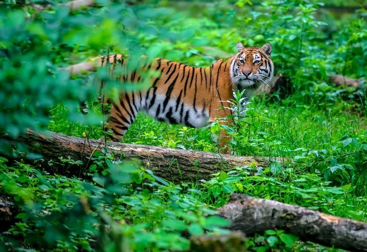 Вымирающий вид тигров триумфально возвращается в Индию