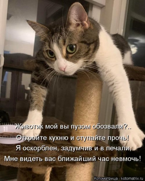 Лучшая котоматрица недели  позитив,приколы,смешные картинки