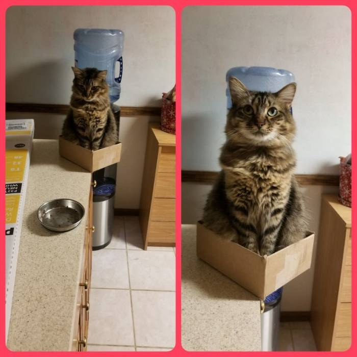 Пусть он ходит везде с тобой, там поймешь, кто такой..) веселые картинки