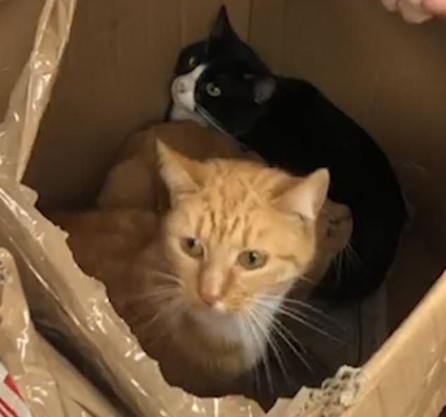 В маленьких картонных коробках нашли одиннадцать котов! Страшно представить, что им пришлось пережить!