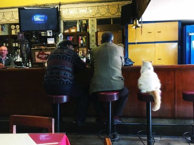 Пусть он ходит везде с тобой, там поймешь, кто такой..) веселые картинки