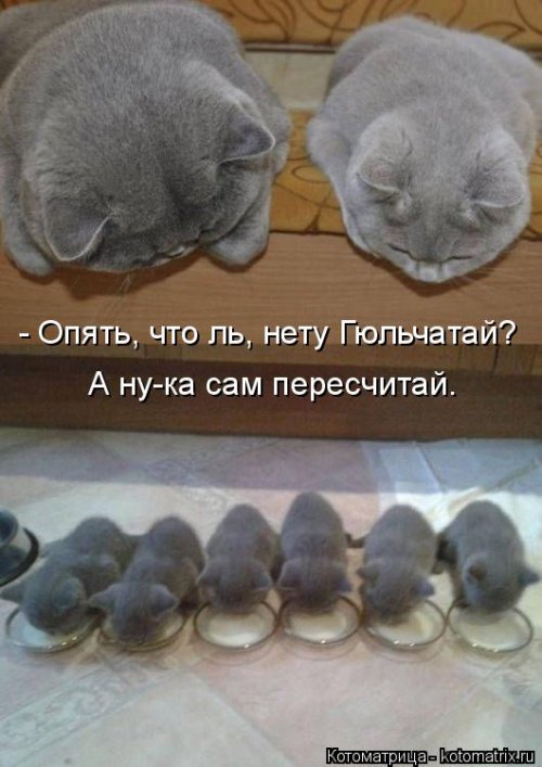 Свежая котоматрица для всех (20 шт)