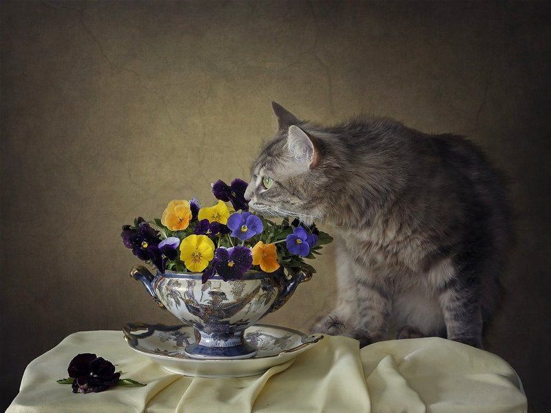 Сидела кошечка в окошке, встречала теплую весну. Натюрморты Ирины Приходько Фотография