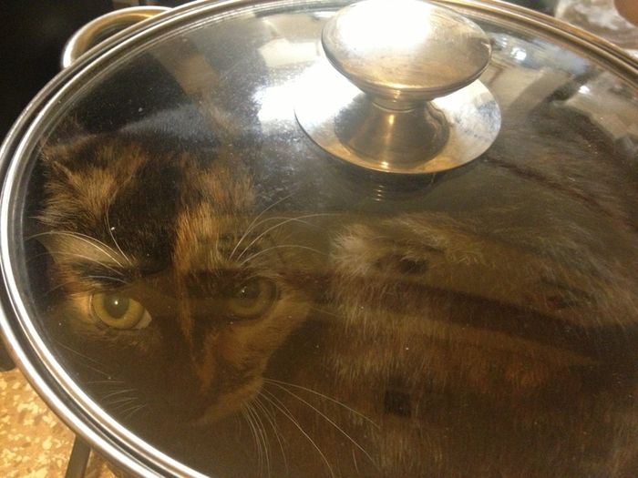 Хозяин, выпусти! 