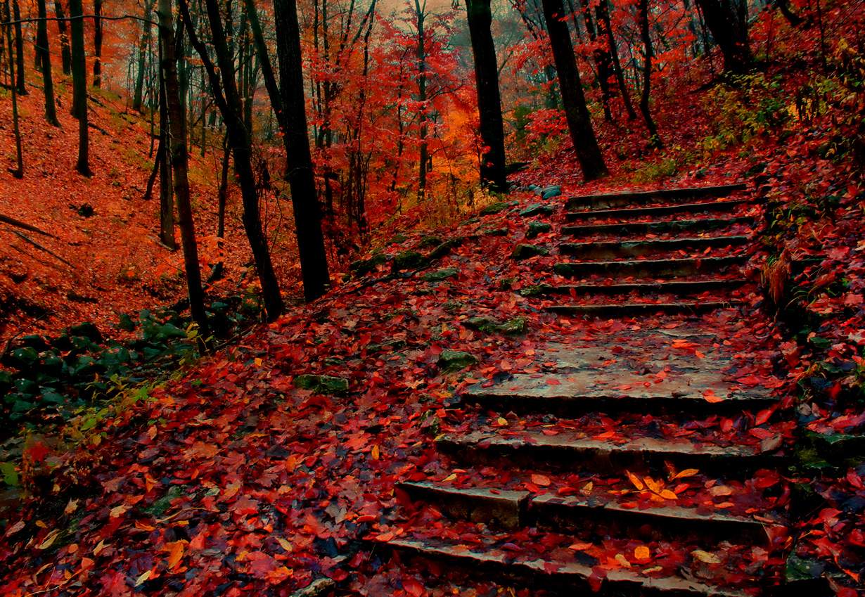 В осеннем парке. (Indy Kethdy)