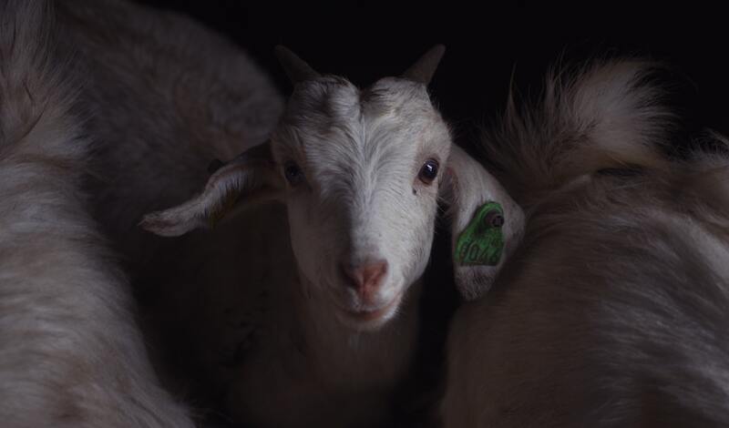 Две беременные козы бегали по Петрозаводску