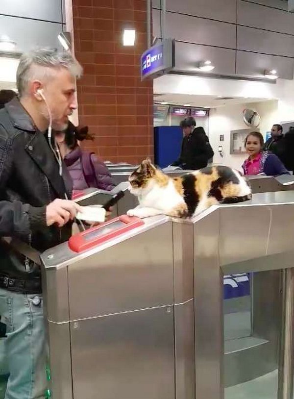 На вокзале пассажиров встречает пушистый контролер бездомные животные, добрые дела, история, коты, кошка, кошки