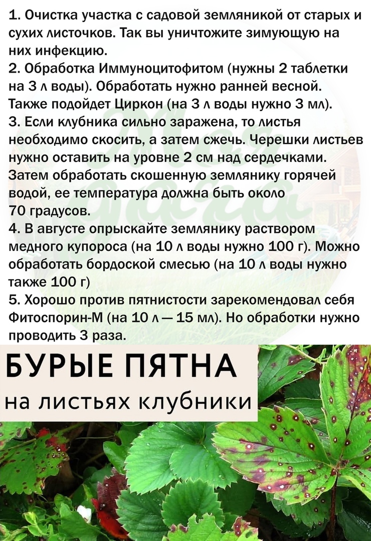 Края листьев земляники бурые