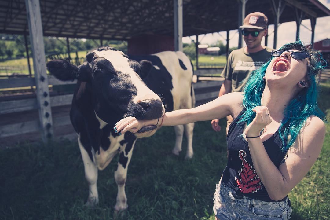 Видео про телку. Девушка корова. Селфи с коровой девушка. Веселая телочка. Я С телками коровы.
