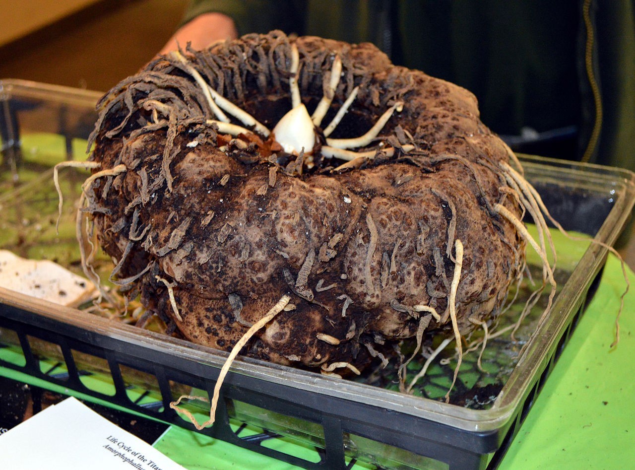 Самый большой и самый вонючий Аморфофаллус (Amorphophallus)