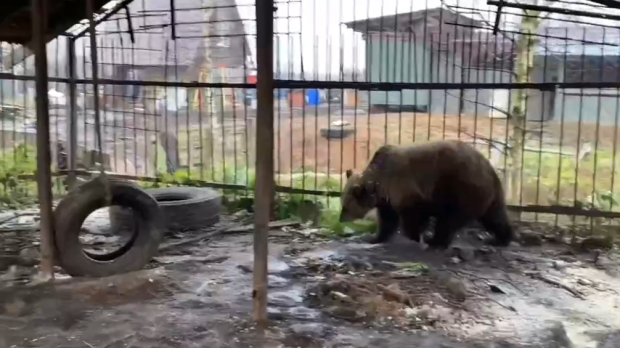 Медведицу Машу из СНТ «Белоостров» спасли от жажды и починили дырявую крышу вольера Медведицу Машу из СНТ «Белоостров» спасли от жажды и починили дырявую крышу вольера Общество