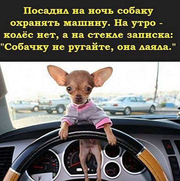Посадил на ночь собаку охранять машину
