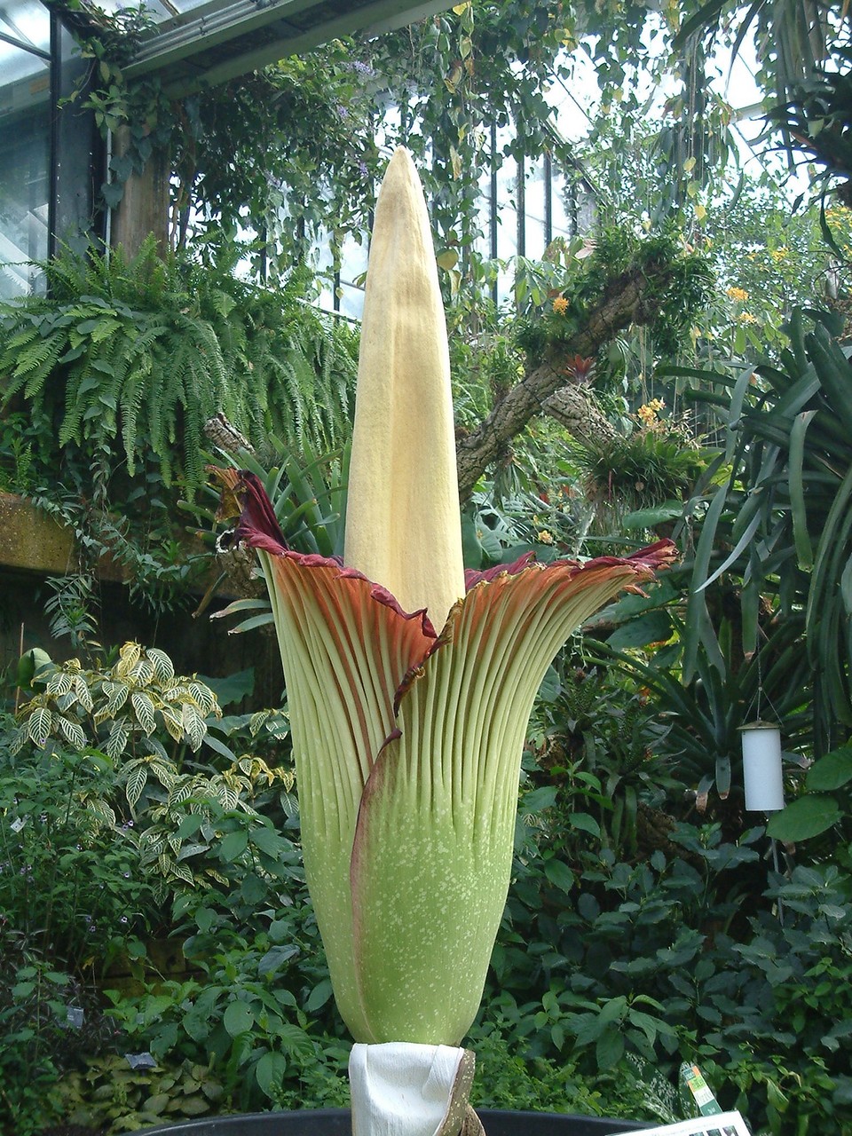 Самый большой и самый вонючий Аморфофаллус (Amorphophallus)