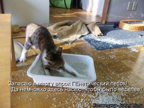 Лучшая котоматрица недели  позитив,приколы,смешные картинки