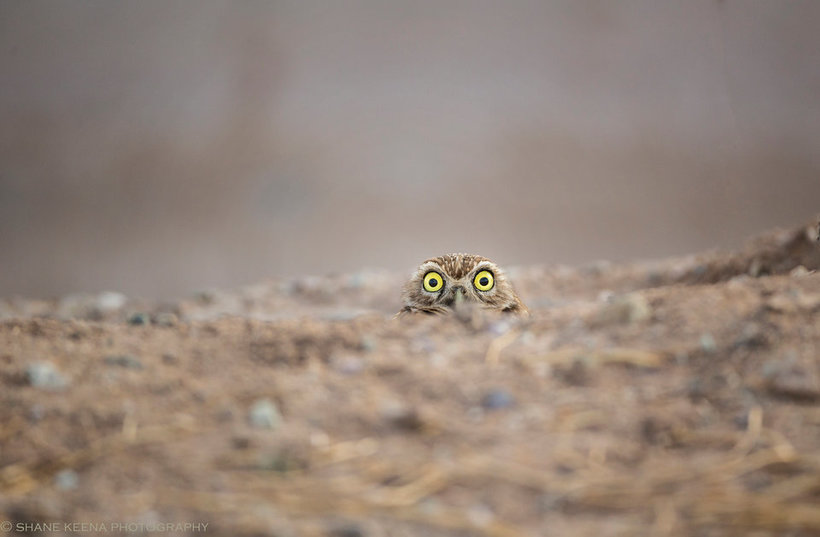 Объявлены победители самого веселого фотоконкурса Comedy Wildlife Photography Awards