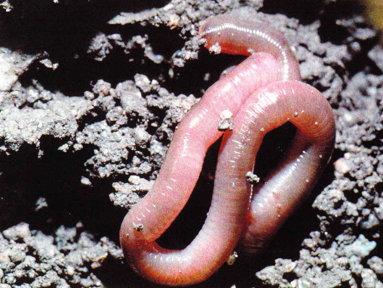 Черви это. Дождевые черви беспозвоночные. Беспозвоночные животные черви. Дождевые черви обоеполые.