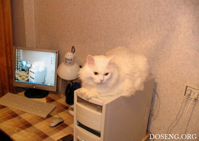 Прикольные картинки