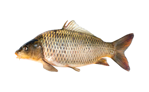 Карп — Cправочник рыболова.