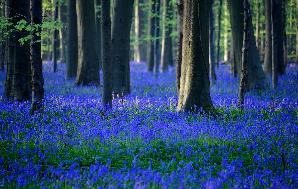 BELGIUM-ENVIRONMENT-SPRING-FLOWERS