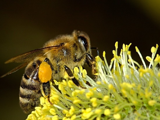 Причиной масштабной гибели пчел в России могли стать китайские пестициды гибель,общество,пчелы,Россия,россияне