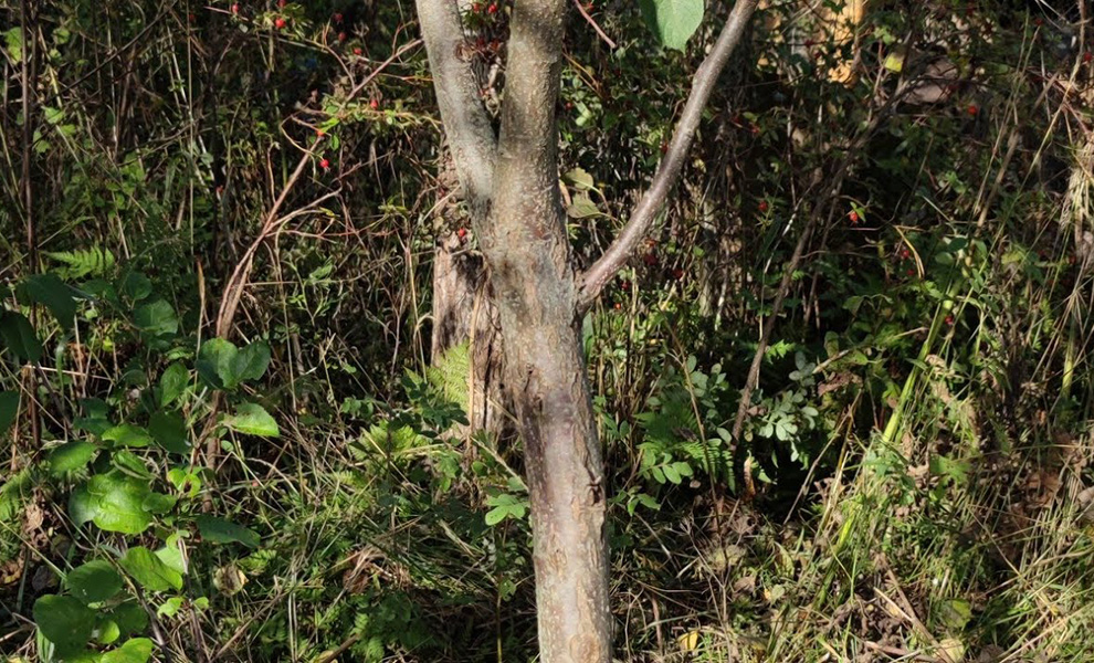 Мужчина заметил в лесу движение и включил камеру: на дереве было существо похожее на человека, но меньшего роста Культура