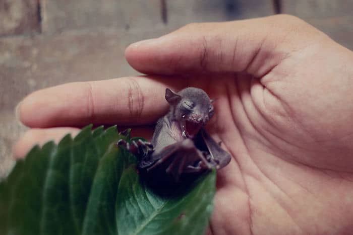 Adorable Bats