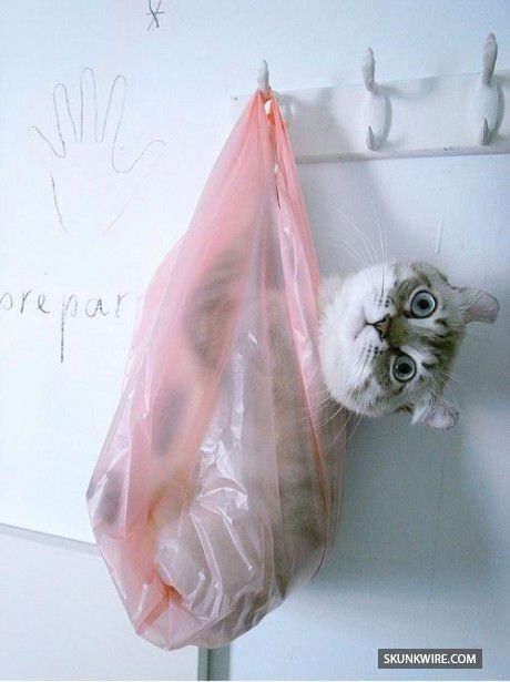 Хозяин, выпусти! 