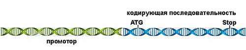Кодирующие участки днк. Кодирующие участки. Специализированный участок ДНК. Кодирующие участки ДНК короткие или длинные. Ген bcs1l.