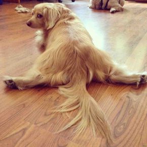 Собаки сидят на шпагате: прикольные фото Собаки сидят на шпагате: прикольные фото