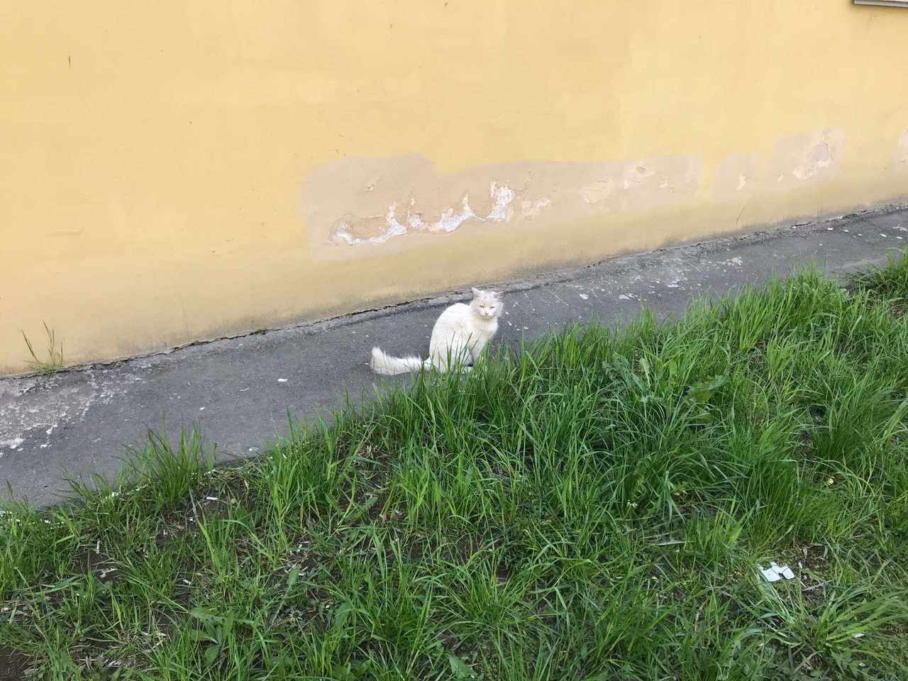 Пробежала белая кошка. Белая кошка бежит. Белый котенок бежит