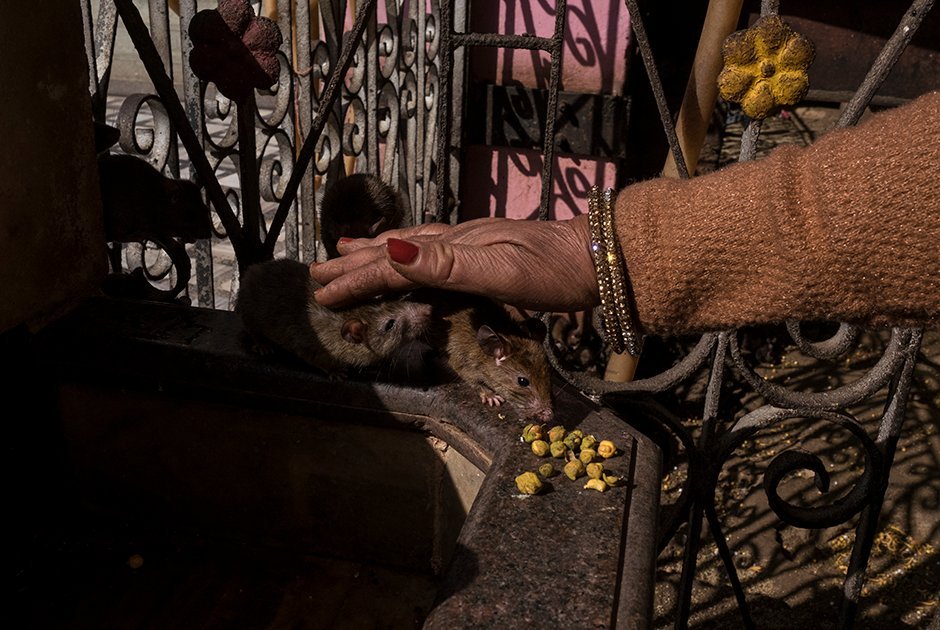 Паломница угощает крыс прасадом/ © lenta.ru