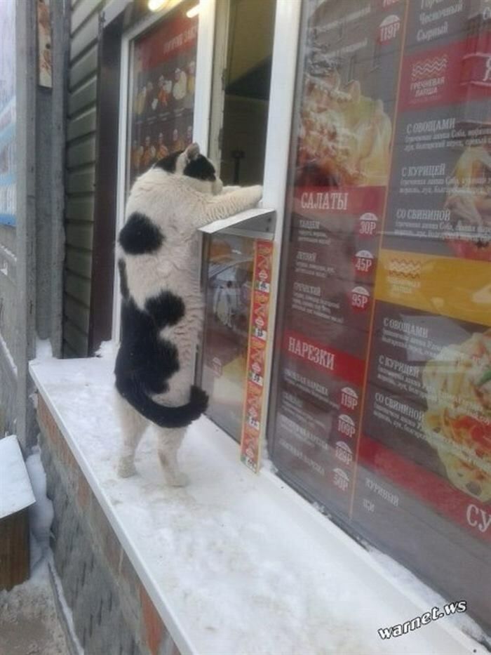 Эти коты поднимут Вам настроение) веселье,смех