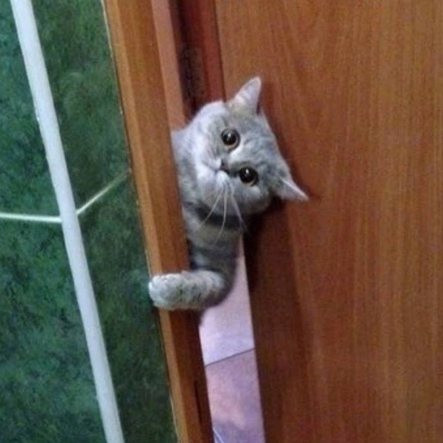 Зачем коты постоянно просят открыть дверь, но не заходят в неё? Это манипуляция! Но стоит ли на неё вестись? дверь, только, кошек, чтобы, двери, специальные, котика, дверью —, когда, дверьми, перед, открытой, скоро, проверять, своими, хозяин, природаХозяин, и не злитесь, такова, он снова