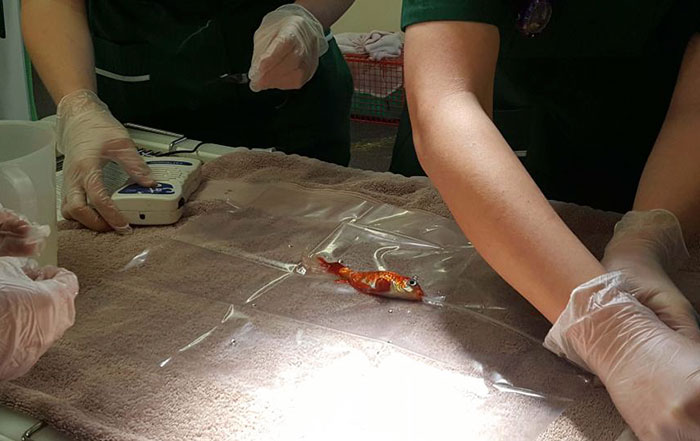 20-year-old-goldfish-tumour-surgery-2