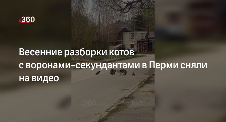 Видео 360.ru: два кота подрались в Перми при секундантстве ворон