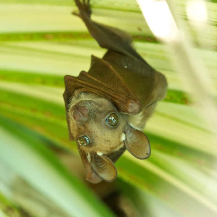 Adorable Bats