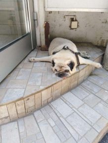 Собаки сидят на шпагате: прикольные фото Собаки сидят на шпагате: прикольные фото