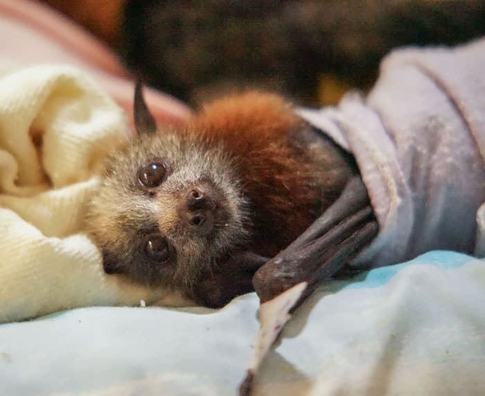 Adorable Bats