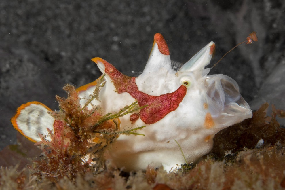 Рыба Antennarius maculatus из отряда морских чертей